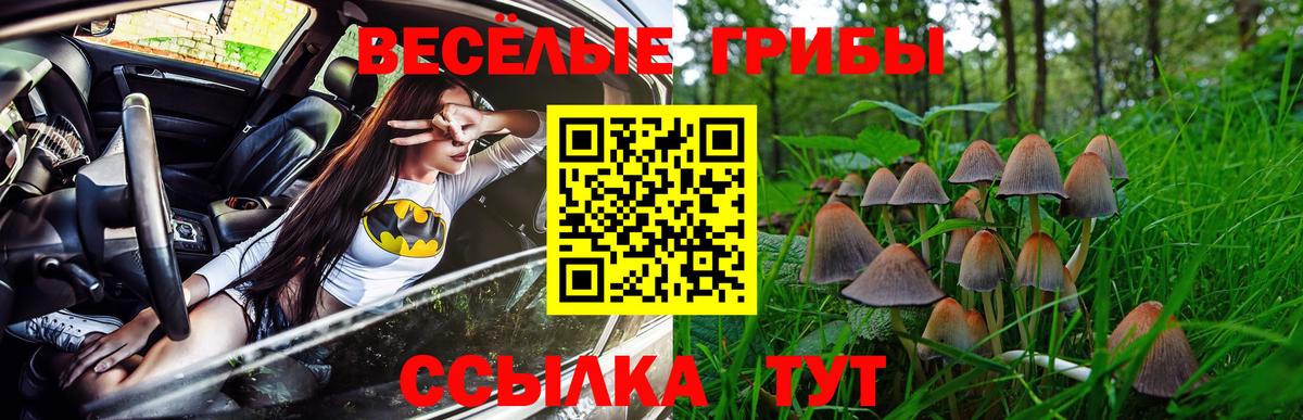 Галлюциногенные грибы Psilocybe Аша